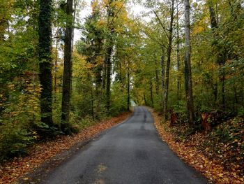 Road passing through forest