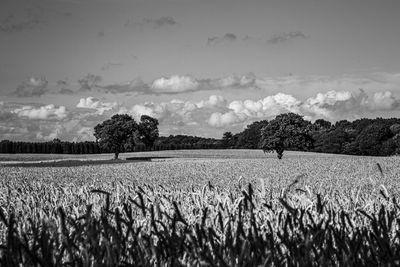 Crops growing on field against sky