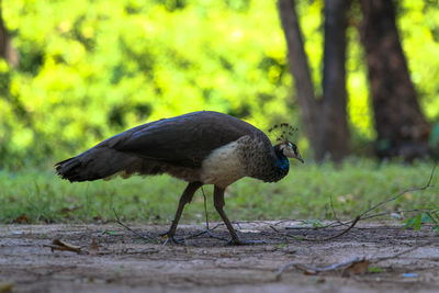 Side view of a bird on field