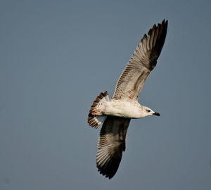 Low angle view of seabird flying against clear sky