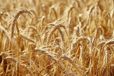 Rye field. harvesting period