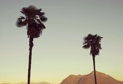 Low angle view of coconut palm tree against clear sky