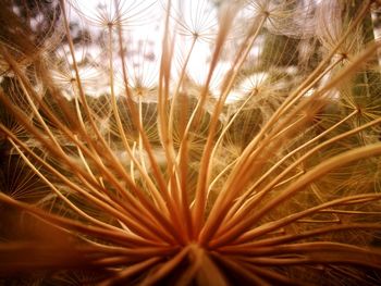 Close-up of plants growing on field against sky