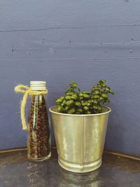Close-up of potted plant on table against wall