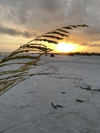 View of birds on beach during sunset