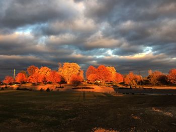 Autumn trees against sky