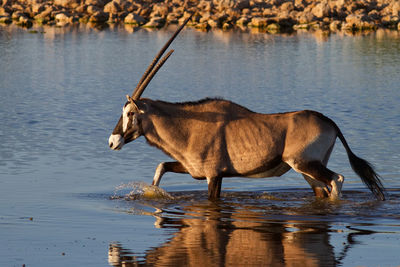 Side view of a dog drinking water