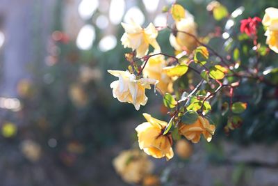 Close-up of yellow flowering plant