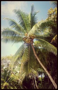 Low angle view of palm trees