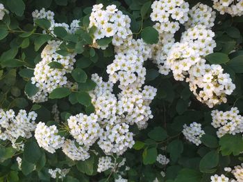 White flowering plants