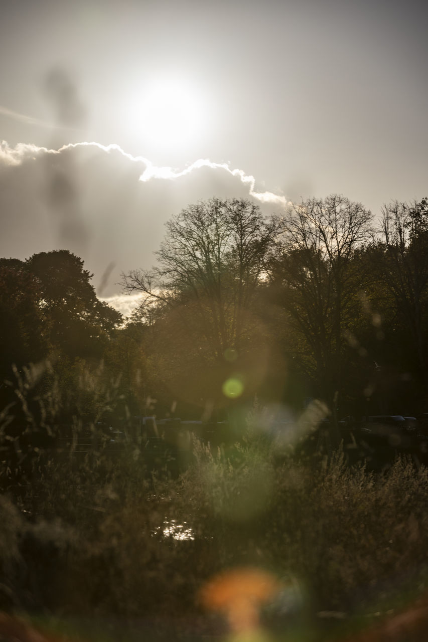 sky, sunlight, light, tree, plant, nature, cloud, darkness, morning, beauty in nature, environment, no people, reflection, landscape, scenics - nature, outdoors, tranquility, forest, fog, sunbeam, land, sun, back lit, lens flare