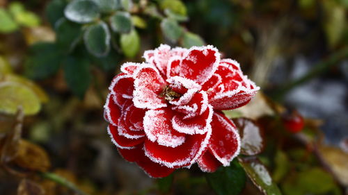 Close-up high angle view of snowed flower