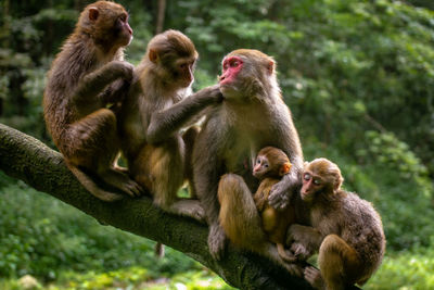 Monkeys sitting