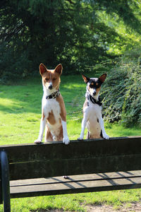 Dogs sitting on bench