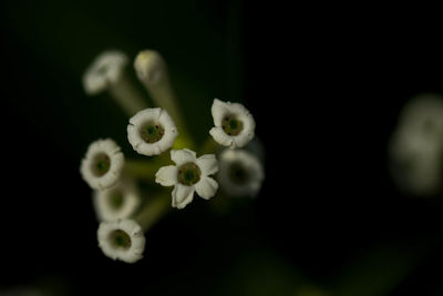 Close-up of flowers against black background