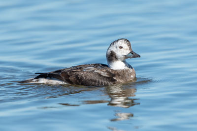 Duck swimming in lake