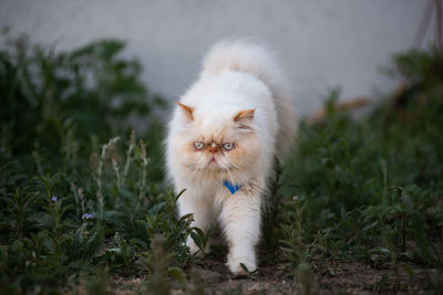 Close-up of cat on field