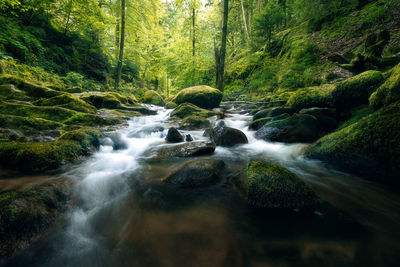 Low-angle view of stream in the forest