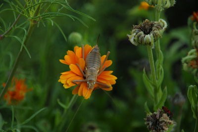 Close-up of orange butterfly on plant