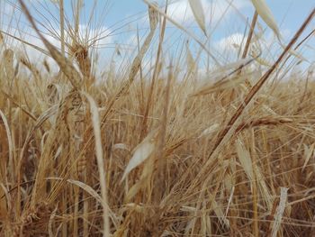 Close-up of wheat field against sky