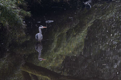 Rear view of birds in the forest