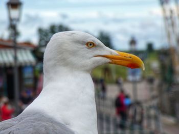 Close-up of seagull