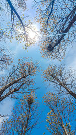 Low angle view of trees against blue sky