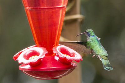 Close-up of red bird flying