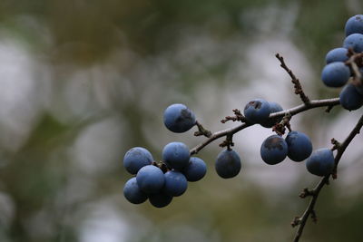 Close-up of grapes growing on tree