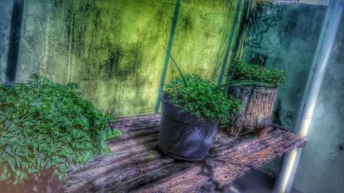 Potted plants growing outdoors