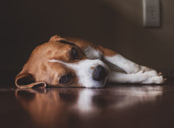 Close-up of dog resting on floor