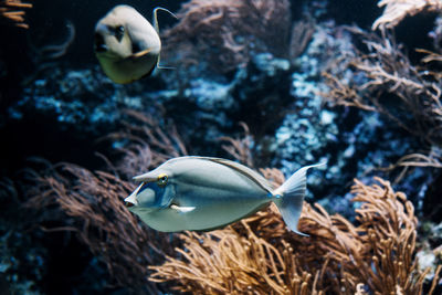 Close-up of fish underwater