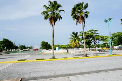 Palm trees on road against sky