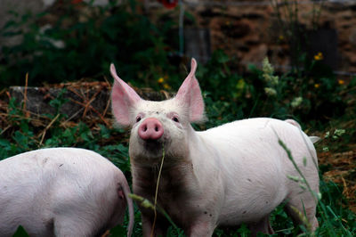 Two piglets on a green meadow on a pig farm