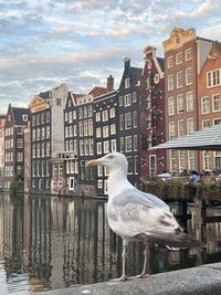 Seagull posing in front of the beautiful buildings of amsterdam