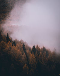 Trees in forest against sky during autumn