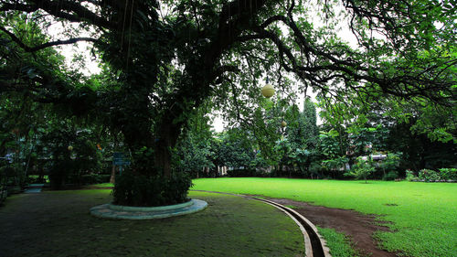 Trees in park against sky