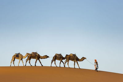 Panoramic view of people walking on desert against clear sky