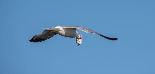 Low angle view of seagull flying in sky