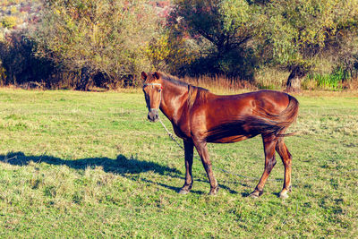 Young brown horse in the summer . domestic mare on the meadow