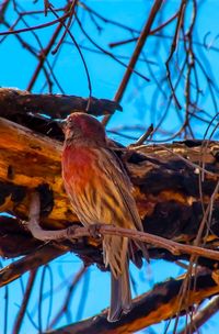 Low angle view of bird perching on bare tree