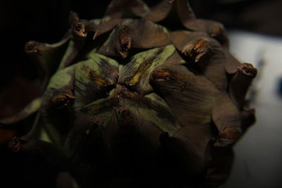 Close-up of flowers against black background