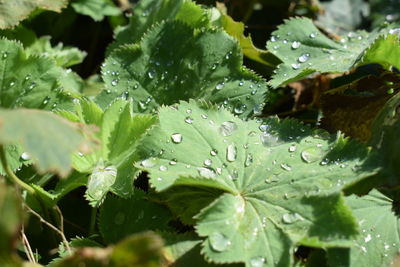 Close-up of water drops on leaves