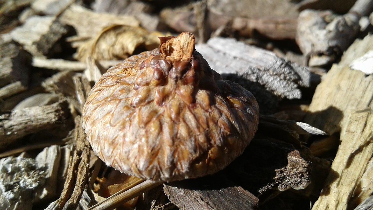 "Shed, if you must" by Mason Grow Seed Acorn Acorn Cap