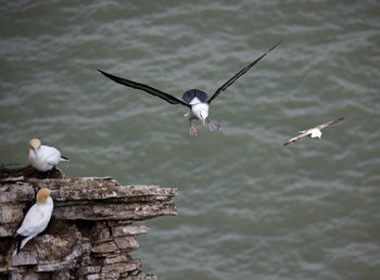 Black browed albatross gliding over the cliff tops