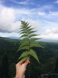 Cropped hand holding ferns against sky