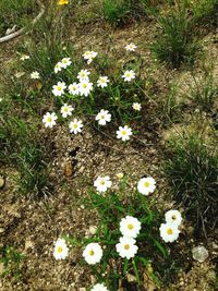 Close-up of white daisy flowers