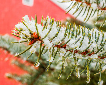 Close-up of frozen plants during winter