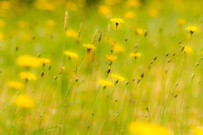 Close-up of flowers growing in field