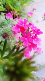 Close-up of pink flowers blooming outdoors